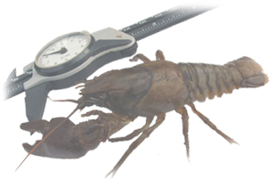 Crayfish
