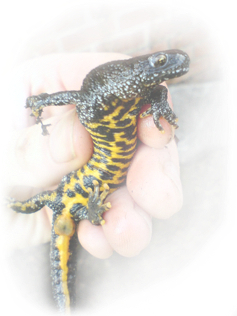 Newt